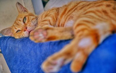 Close-up of a cat sleeping