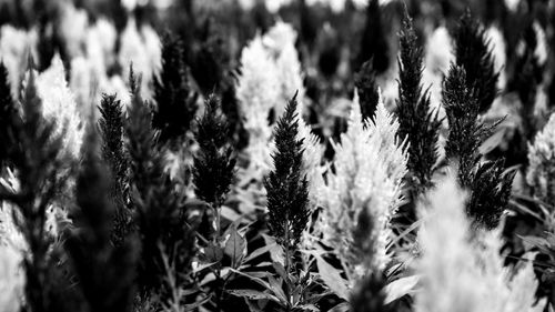 Full frame shot of plants on field