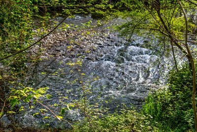 Scenic view of forest
