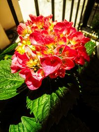 Close-up of red flowers