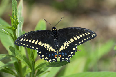 Close-up of butterfly on plant