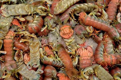 Full frame shot of seafood