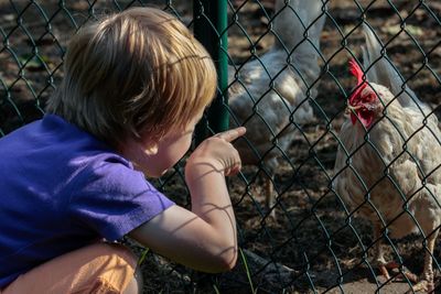 Side view of boy looking at chicken through fence