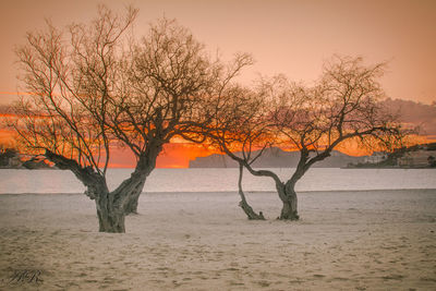 Bare tree by sea against sky during sunset