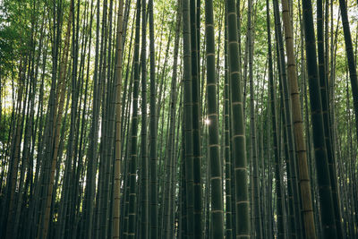 Low angle view of bamboo trees in forest