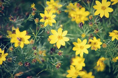 Close-up of yellow flowering plants
