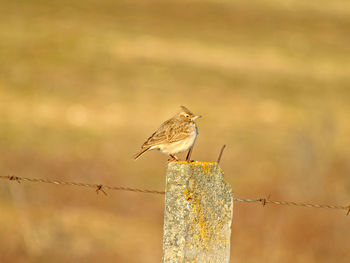 Close-up of bird perching on wooden post