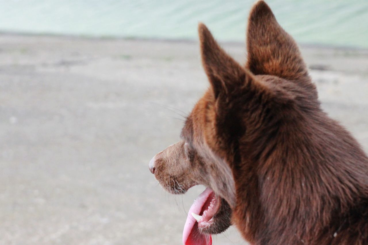 animal themes, one animal, domestic animals, mammal, pets, dog, focus on foreground, beach, close-up, water, one person, day, sea, outdoors, animal head, brown, sand, looking away, rear view, relaxation