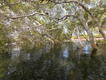 Scenic view of lake in forest