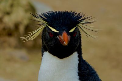 Close-up of a bird