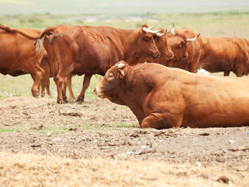 Brown cows on land