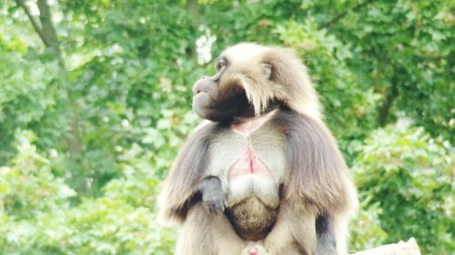 Close-up of monkey on tree