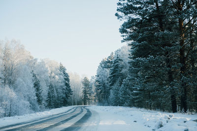 Winter landscape, winter forest road and trees, pine trees frosty day on the forest road