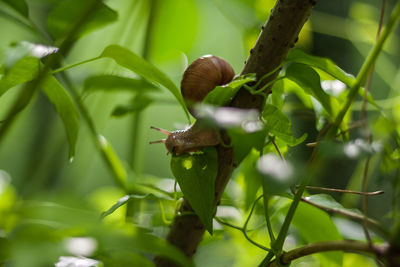 Close-up of snail on leaf