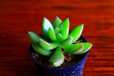 High angle view of succulent plant on table