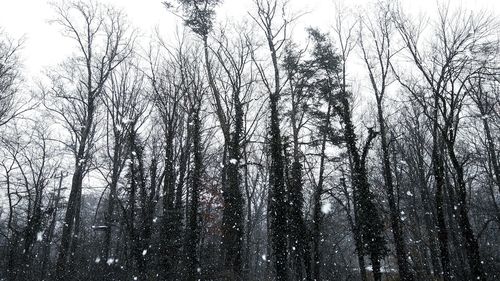 Low angle view of trees against sky