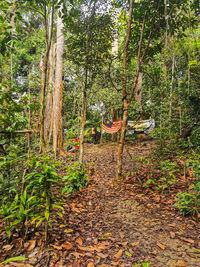 Trees growing in forest