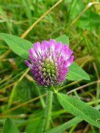 Close-up of pink flowering plant