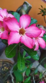 Close-up of pink flowering plant