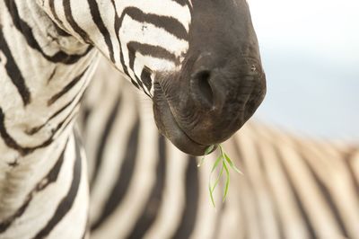 Close-up of zebra