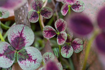 Close-up of purple flowering plants