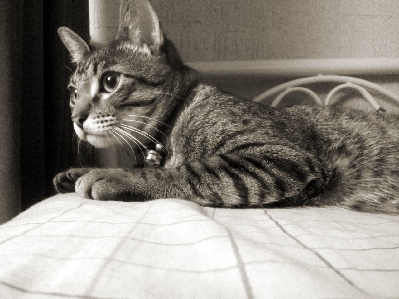 domestic cat, cat, pets, one animal, animal themes, feline, domestic animals, mammal, indoors, whisker, relaxation, portrait, looking at camera, home interior, sitting, resting, lying down, alertness, close-up, tabby