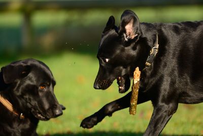 Close-up of black dogs fighting on field