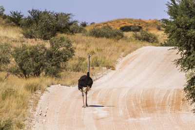 View of horse on dirt road