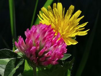 Close-up of pink flower