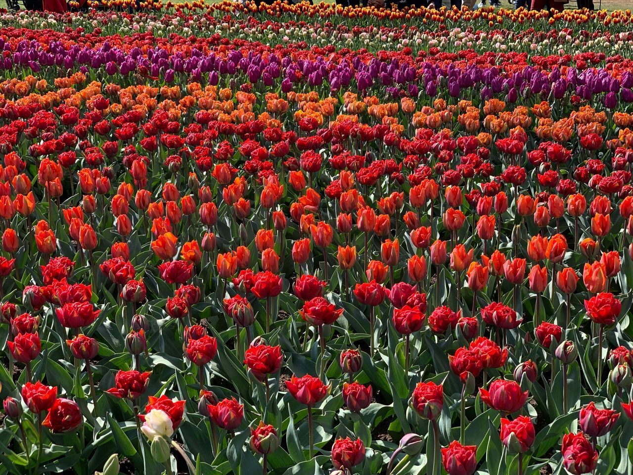 RED TULIP FLOWERS ON FIELD