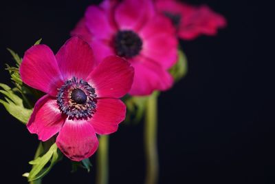 Close-up of pink flower