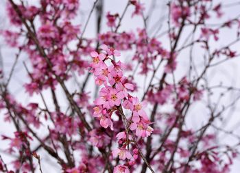 Low angle view of pink cherry blossom