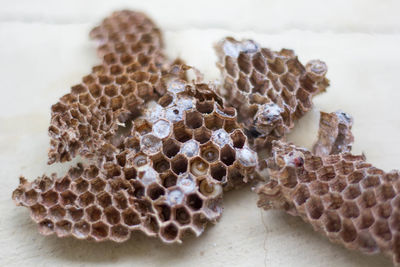 Close-up of bees