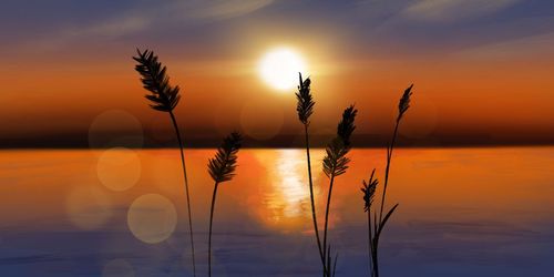 Close-up of silhouette plants against orange sunset sky