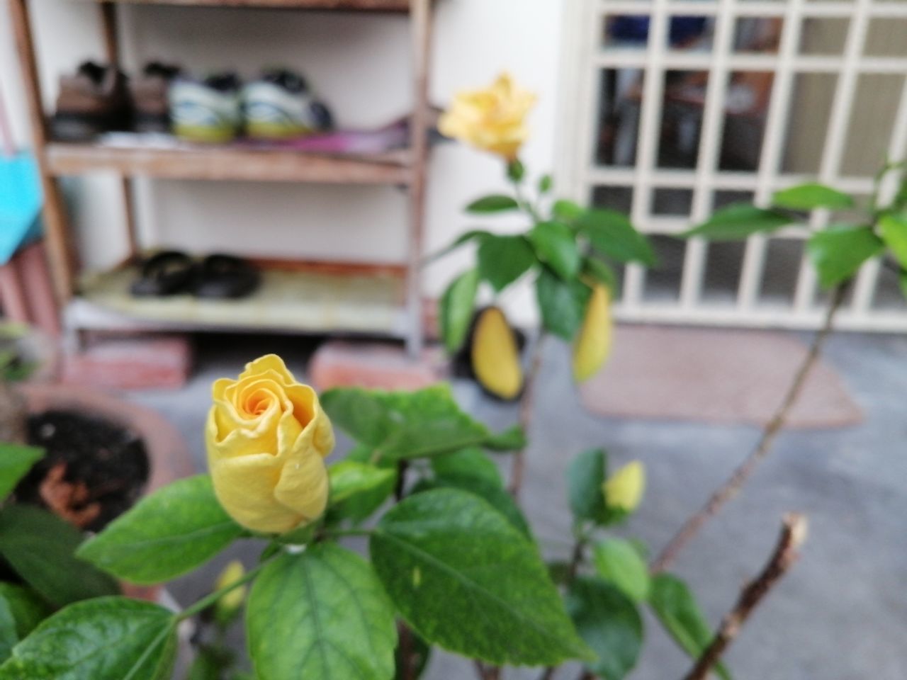 CLOSE-UP OF YELLOW ROSE FLOWER