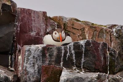 View of bird on rock against wall