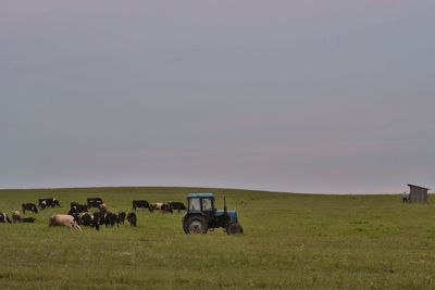 View of horses on field against sky