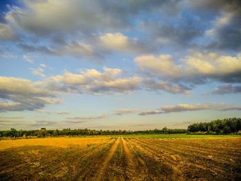 Scenic view of agricultural field against sky