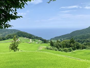 Scenic view of field against sky
