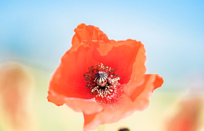 Close-up of insect on red poppy