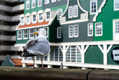 Seagull at inn hotel, zaandam