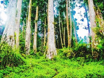 Trees growing in forest