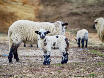 Sheep in a field