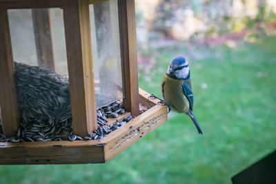 Close-up of bird