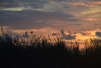 Silhouette plants growing on field against dramatic sky