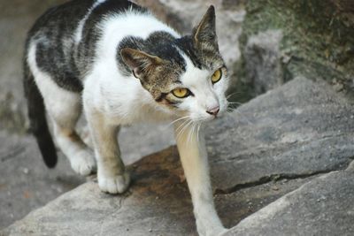 High angle view of cat