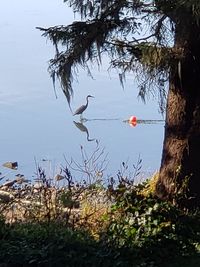 Birds flying over lake