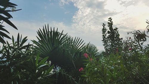 Plants against sky