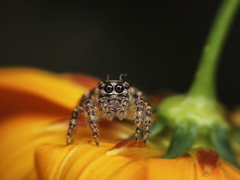 Close-up of spider on web