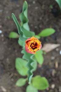 High angle view of flower blooming outdoors